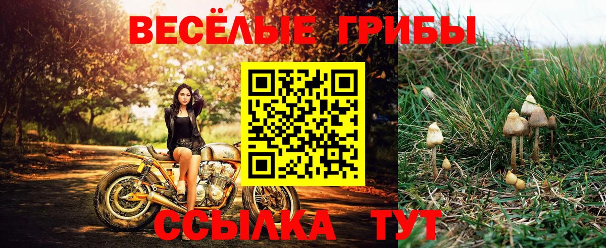 Псилоцибиновые грибы Psilocybe Пермь